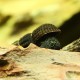 Escargot Matano Mini