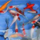 Pesce rosso - Carassino abbinato - Carassius Auratus Assorted