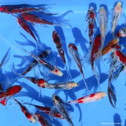 Goldfish - Shubunkin - Carassius Auratus