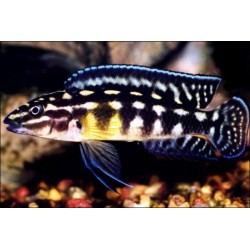 Schachbrett Schlankcichlide - Julidochromis Marlieri