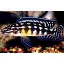 Cichlide Damier - Julidochromis Marlieri