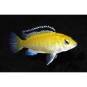Zitronen Maulbrüter - Labidochromis Caeruleus Sp. Yellow
