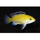 Cichlid limone - Labidochromis Caeruleus Sp. Yellow
