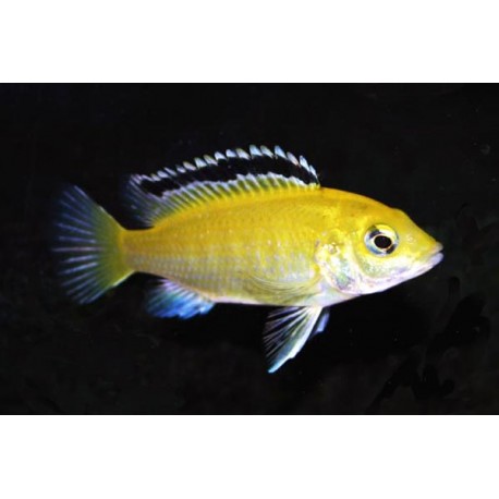 Cichlid limone - Labidochromis Caeruleus Sp. Yellow