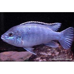 Likoma Pearl - Melanochromis Joanjohnsonae