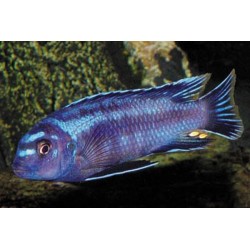 Cichlid Cobalt - Melanochromis Johanni