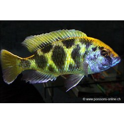 Haplo-Léopard - Nimbochromis Venustus