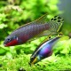 Pelvicachromis Taeniatus Nigeria Red