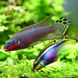 Smaragdprachtbarsch - Pelvicachromis Taeniatus Nigeria Red