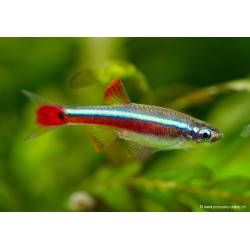 Kardinalfisch - Tanichthys Albonubes