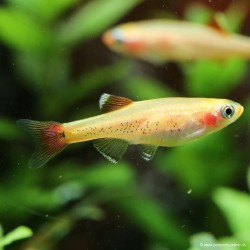Kardinalfisch Goldener - Tanichthys Albonubes Gold