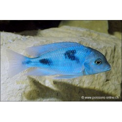 Beulenkopfmaulbrüter - Haplochromis Moorii