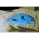 Moorii - Haplochromis Moorii