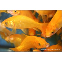 Goldfish Carassin Jaune