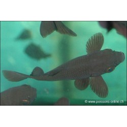 Goldfish Carassin Noir