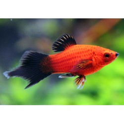 Platy Corail Rouge Wagtail Spitz