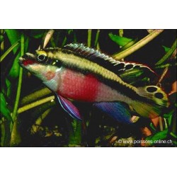 Cichlidé Pourpre - Pelvicachromis Pulcher