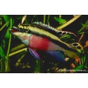 Cichlid viola - Pelvicachromis Pulcher