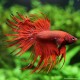 Kampffisch Mann Crowntail Red - Betta Splendens