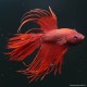 Kampffisch Mann Crowntail Red - Betta Splendens