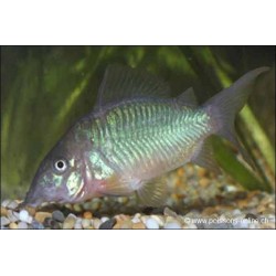 Pesce di chat di smeraldo - Brochis Splendens