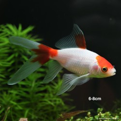 Pesce rosso - comète sarasa - Carassius Auratus