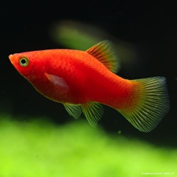 Platy rosso - Xiphophorus Maculatus