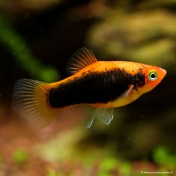 Red Platy Toxedo
