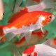 Goldfish - Comète Sarasa