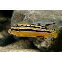 Türksgoldbarsch - Melanochromis Auratus