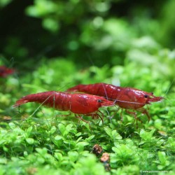 Bloody Shrimp Maria - Neocaridina Davidi (Heteropoda)