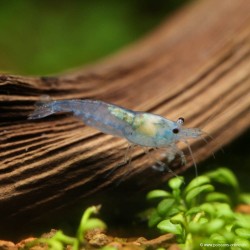 Blue Velvet Garnele - Neocaridina Davidi (Heteropoda)
