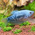 Gourami Bleu Marbré - Trichogaster Trichopterus Cosby
