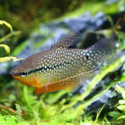 Mosaik Fadenfisch - Trichogaster Leeri