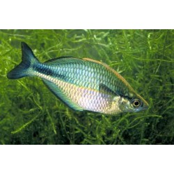 Pesce arcobaleno aquamarin - Melanotaenia Lacustris