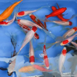 Goldfish - Carassin Assorti