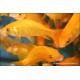 Goldfish - Carassin Jaune