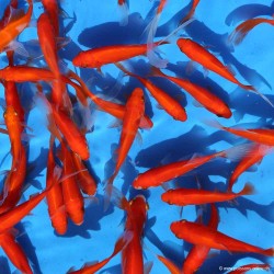 Goldfish - Comète Rouge