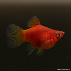 Platy Corail Rouge