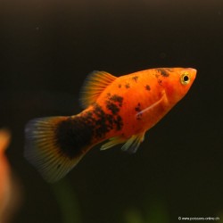 Platy Rouge Calico