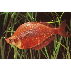 Pesce arcobaleno rosso - Glossolepis Incisus