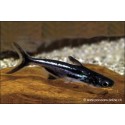 Chao Phraya Catfish - Pangasius Sutchi