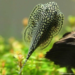 Pesce gatto farfalla occélé - Sewellia Lineolata