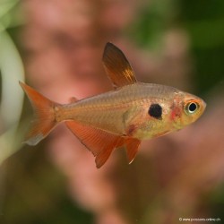 Red Ghost Tetra