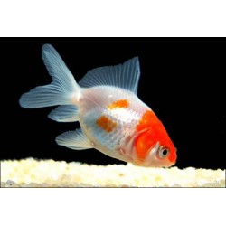 Schleierschwanzgoldfisch - Rot Weiss