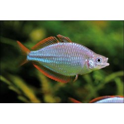 Pesce arcobaleno diamante - Melanotaenia praecox