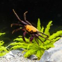 Crabe Orange Black - Geosesarma sp.