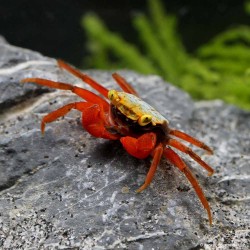 Crabe Rouxi - Geosesarma sp. Rouxi