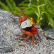 Krabbe Rouxi - Geosesarma sp. Rouxi
