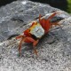Crabe Rouxi - Geosesarma sp. Rouxi